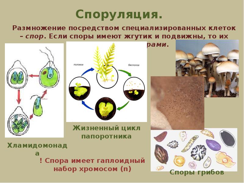 Презентация на тему размножение и развитие организмов