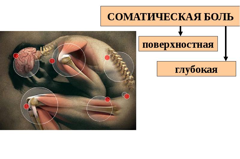 Поверхностные боли. Физиология боли. Висцеральная боль физиология.