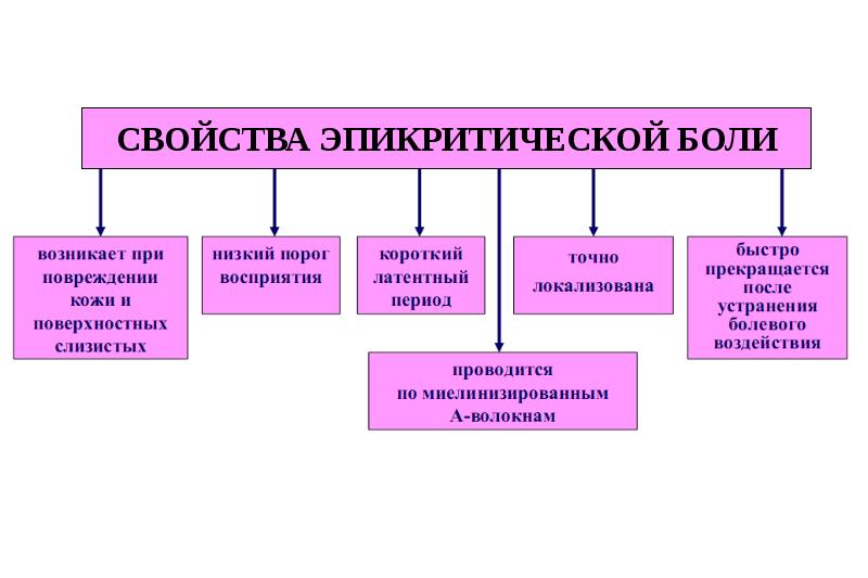 Схема структурной организации восприятия первичной локализованной боли