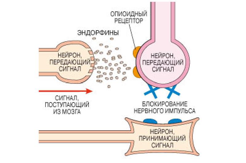 Механизм Действия Анальгетика