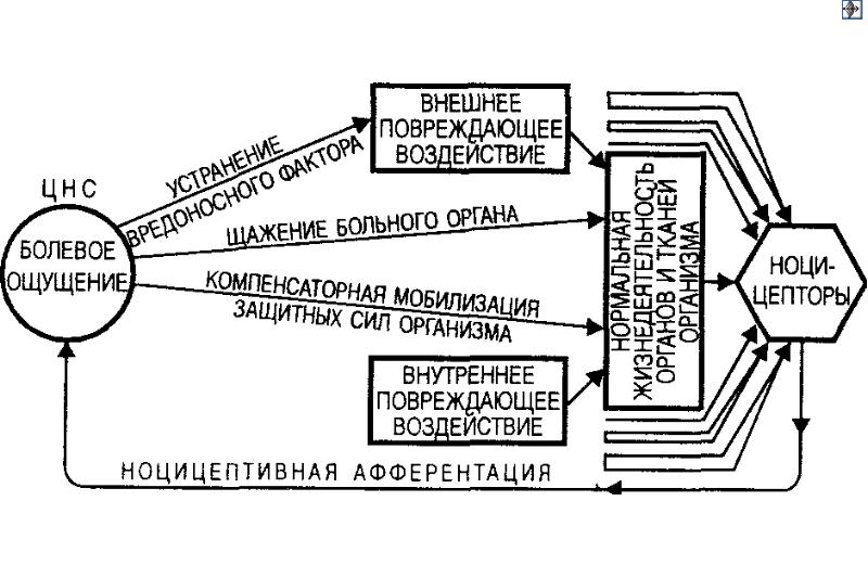 Схему структурной организации восприятия первичной локализованной боли эпикритической