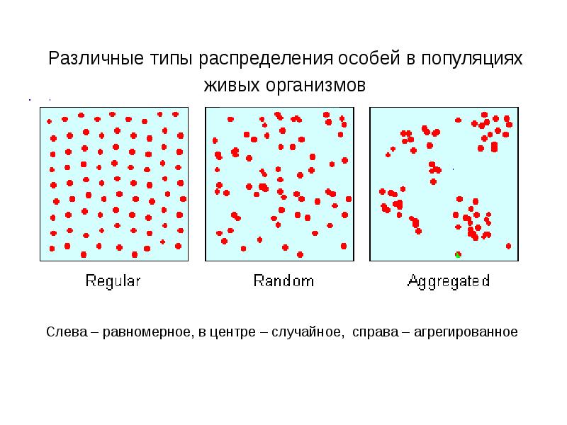 Структура популяций схема