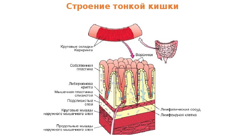 Элементы строения тонкой кишки. Строение ворсинки тонкого кишечника. Строение кишечной ворсинки. Тонкая строение.