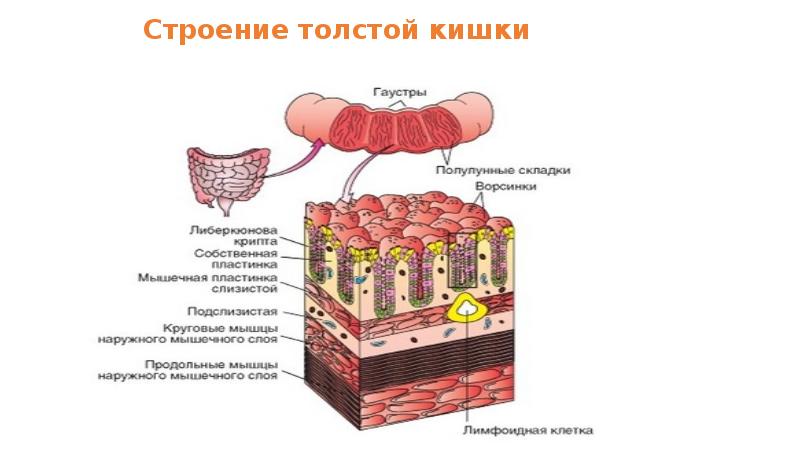 Части толстого кишечника. Строение толстой кишки. Толстый кишечник строение. Секретирующие структуры толстой кишки.