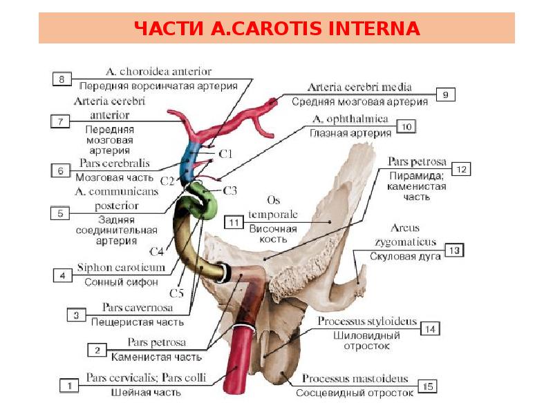 Сегменты сонной артерии схема