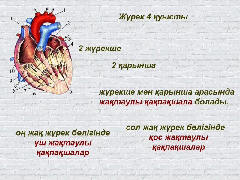 Қан айналым бұзылыстары презентация