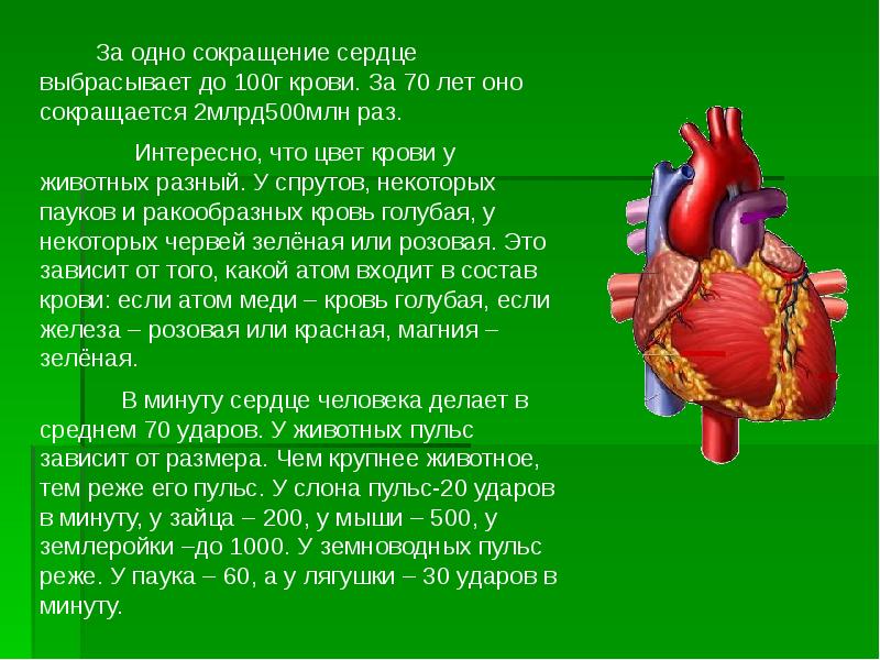 Проект на тему сердце