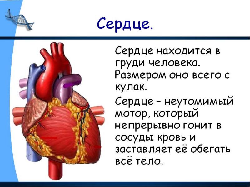 Орган человека презентация