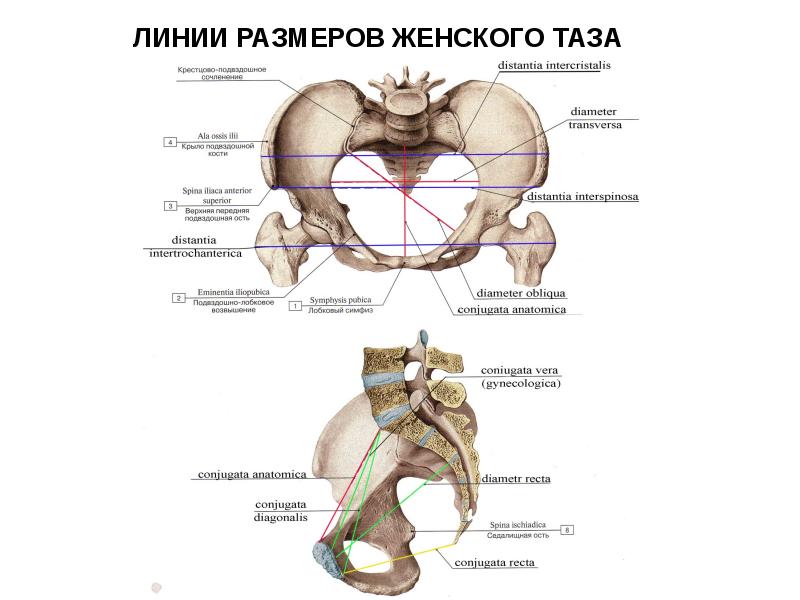 Женский таз презентация