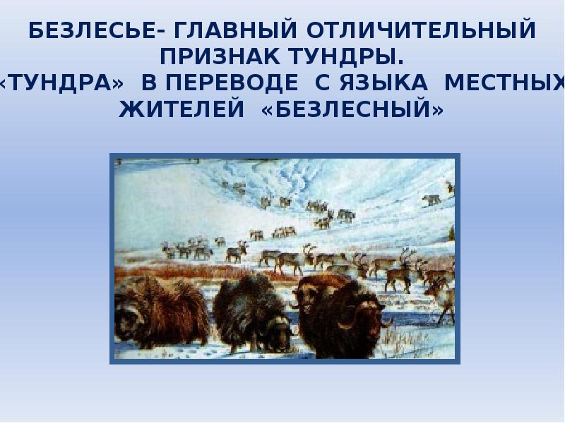 Презентация тундра 4 класс окружающий мир. Безлесье тундры. Безлесье- главный отличительный признак тундры.. Характерные черты тундры. Характерные признаки тундры.