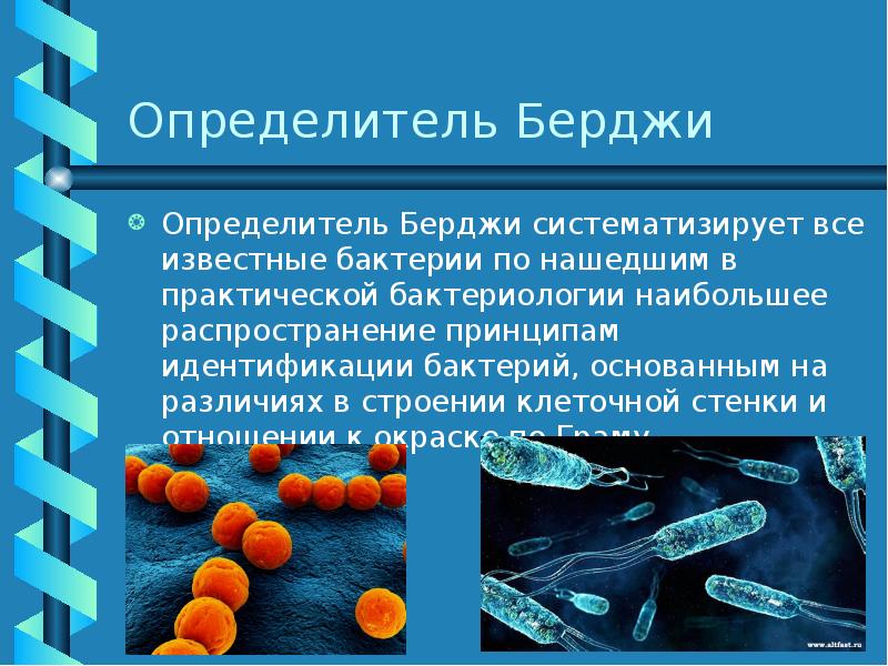 Бактерии известные виды. Определитель бактерий Берджи. Принципы идентификации бактерий. Классификация бактерий Берджи. Берджи классификация микроорганизмов.