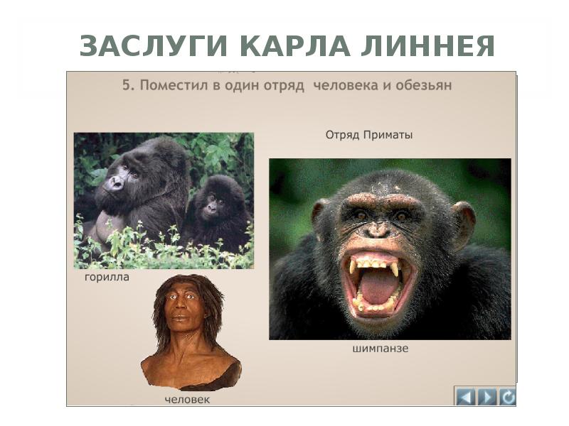 К линней теория происхождения человека. Почему линней включил человека в отряд приматов. Линней приматы. Кто поместил человека в отряд приматов. Почему линней включил человека в отряд приматов.