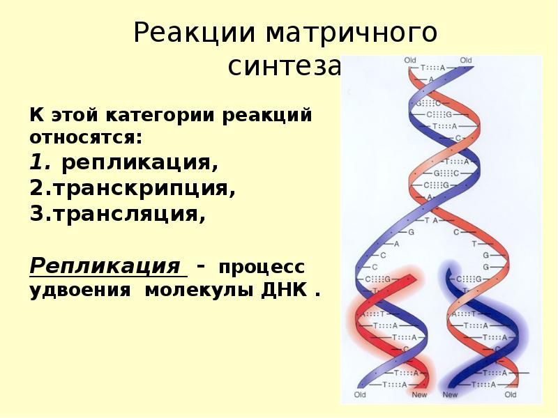 Происходят реакции матричного синтеза. Реакции матричного синтеза репликация транскрипция трансляция. Репликация удвоение ДНК. Реакции матричного синтеза схема.