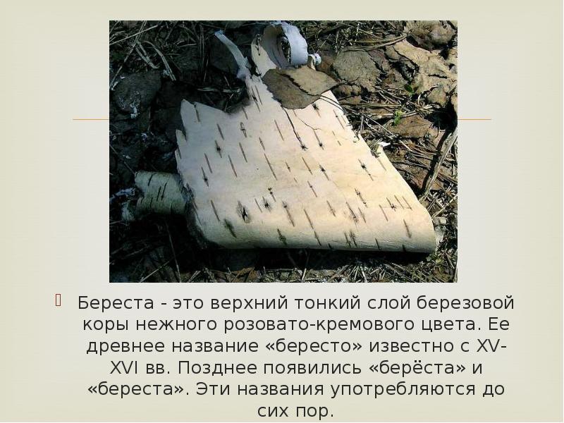 Береста березы. Береста наружная часть коры березы. Береста верхний слой коры. Основная мысль текста береста верхний слой коры. Верхний слой бересты.