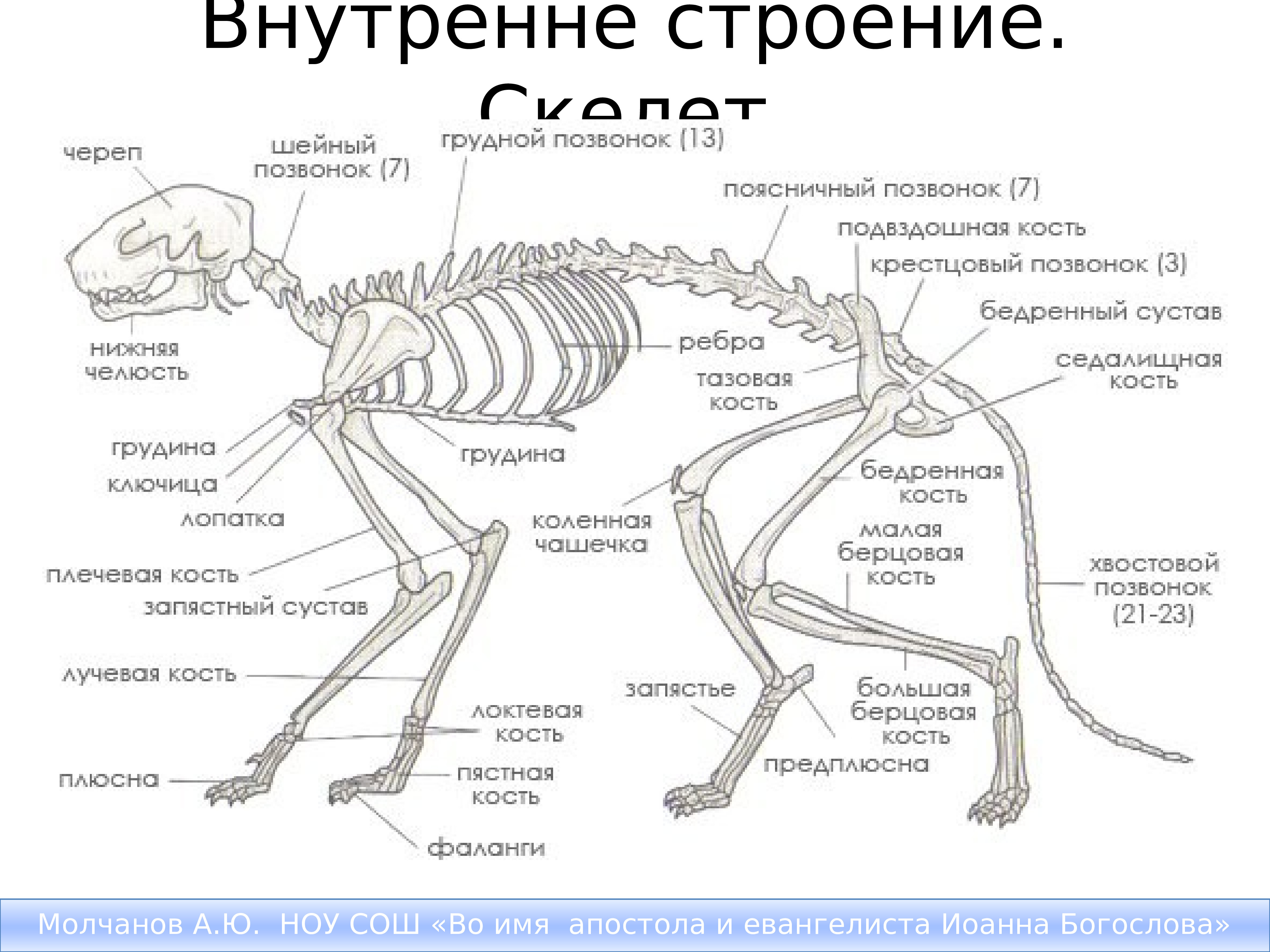 Строение скелета передних конечностей кошки