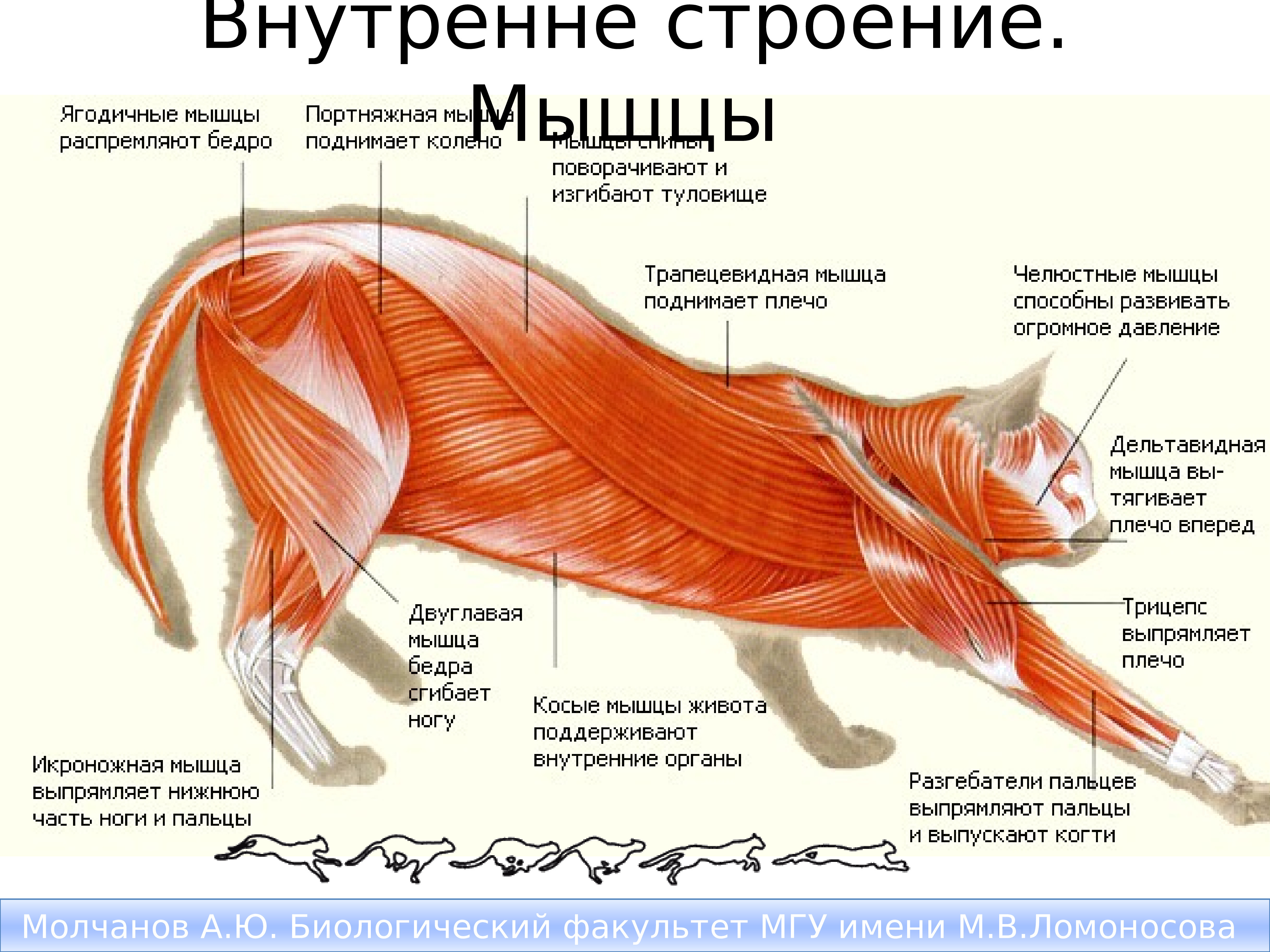 Мышцы кошки анатомия