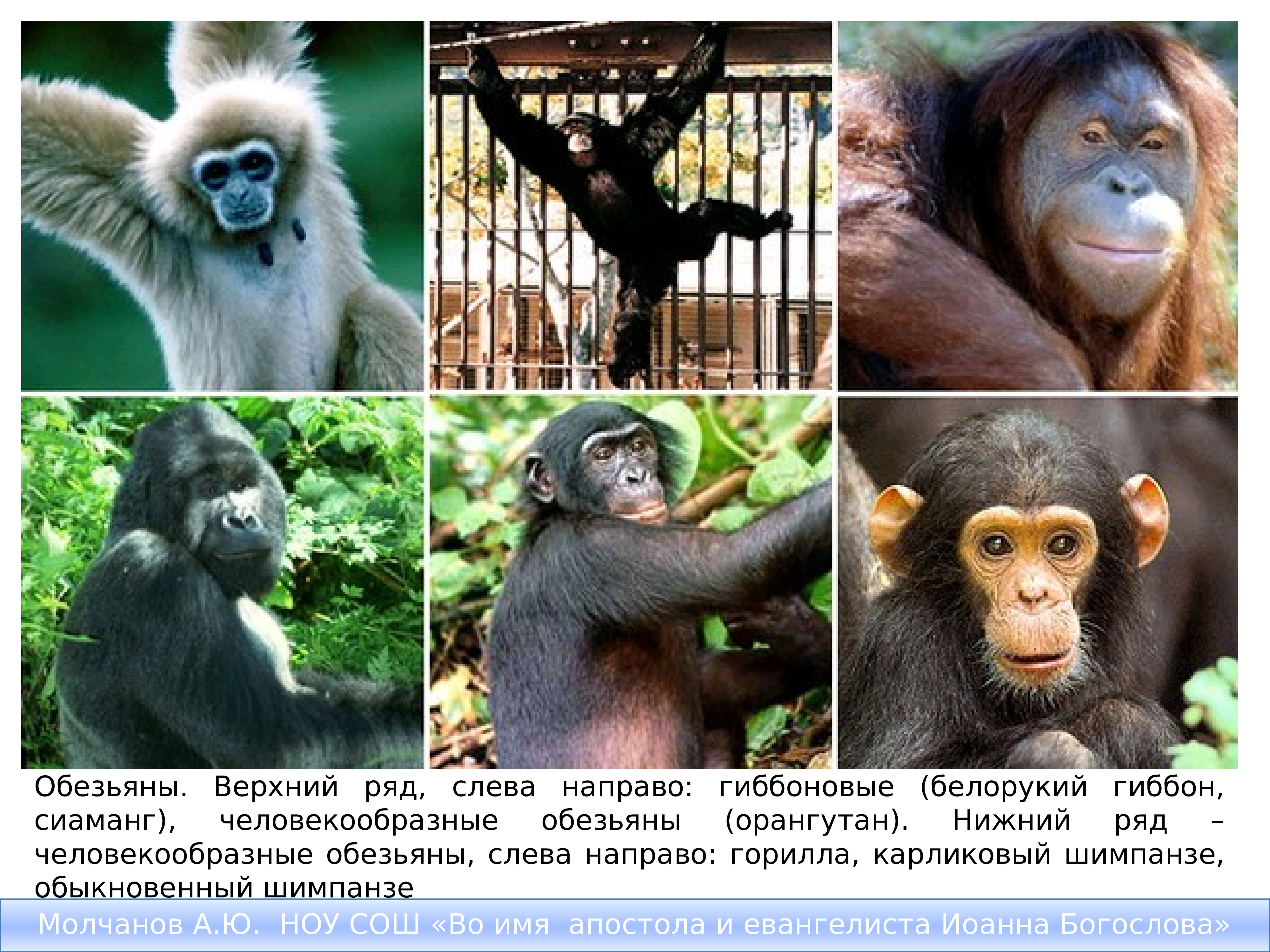 Верхняя обезьян. Белорукий Гиббон человекообразные обезьяны. Гиббоны орангутаны гориллы и шимпанзе. Шимпанзе, горилла, орангутанг, Гиббон. Гиббон орангутан горилла и шимпанзе человекообразные обезьяны.