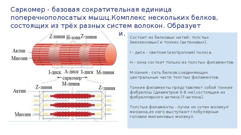 Схема строения поперечно полосатого мышечного волокна