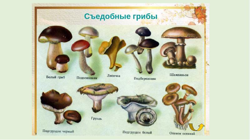 Презентация на тему съедобные грибы