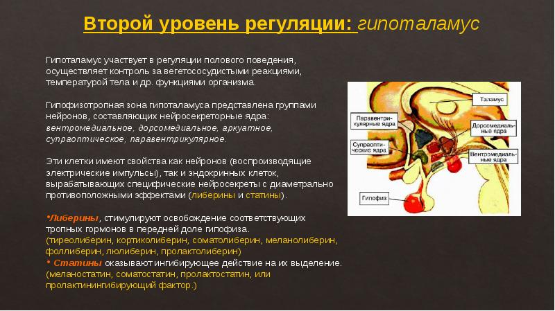 Физиология менструационного цикла презентация