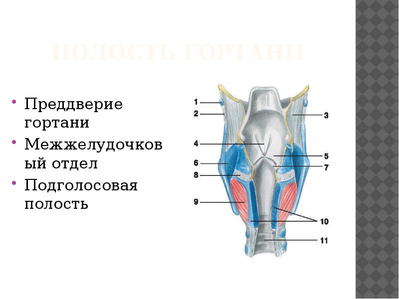 Стенки преддверия гортани. Подголосовая полость гортани.