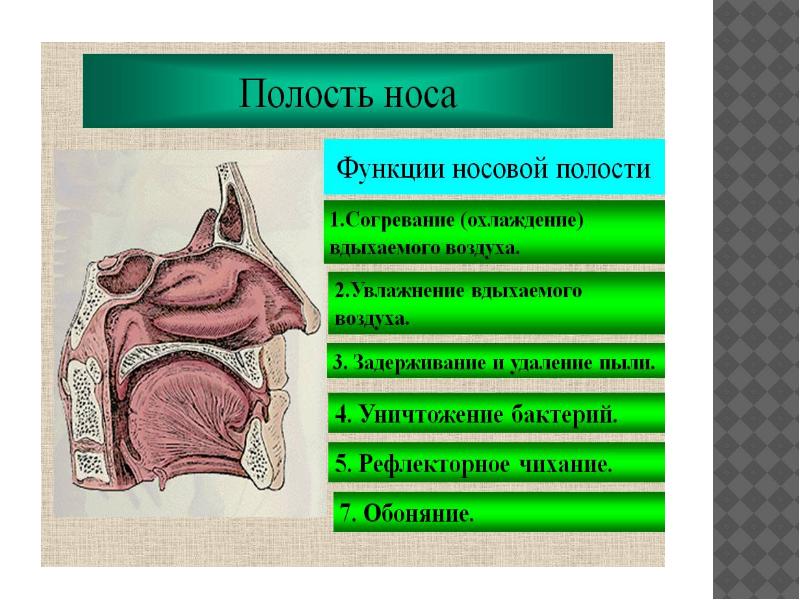 Презентация анатомия и физиология органов речи