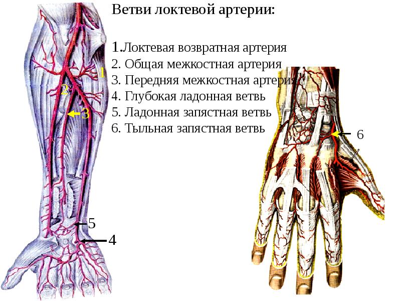 Вены и артерии нижних конечностей схема анатомия