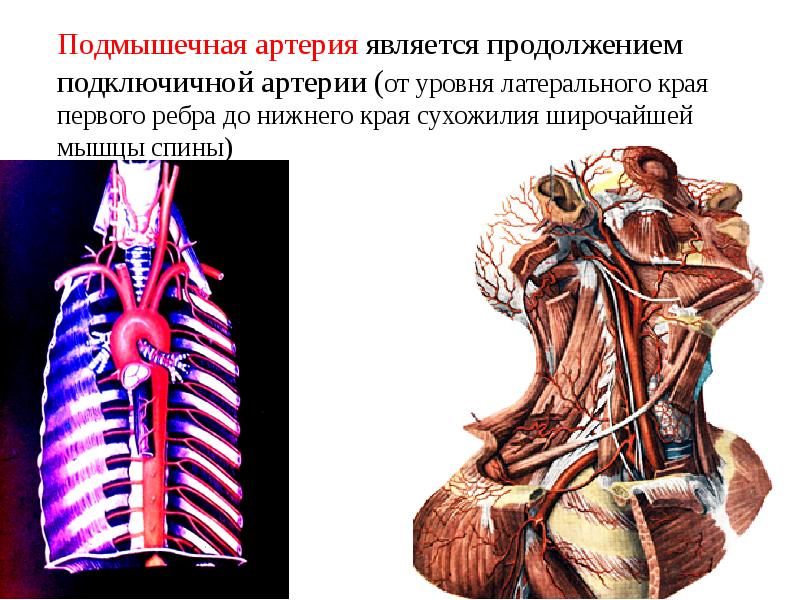 Презентация артерии и вены верхней конечности