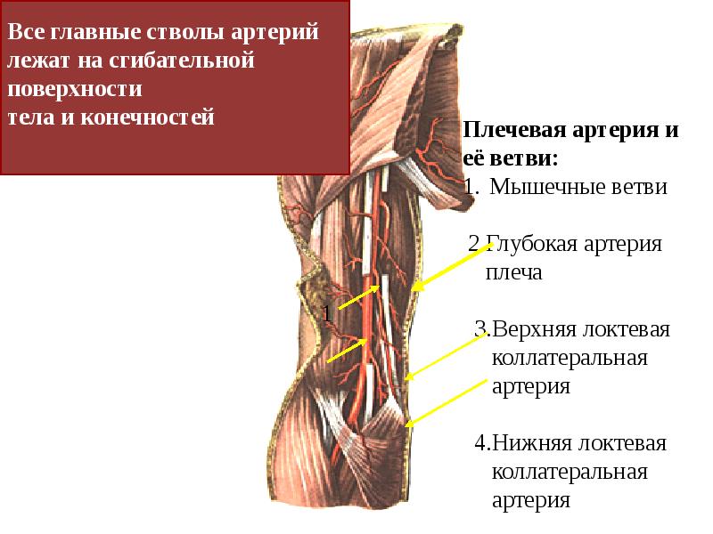 Презентация артерии и вены верхней конечности