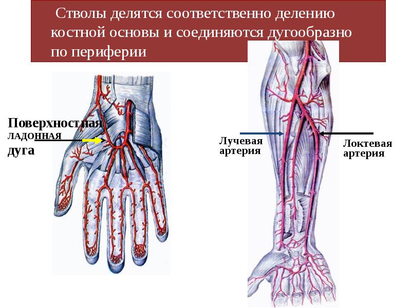 Артерии верхней конечности схема