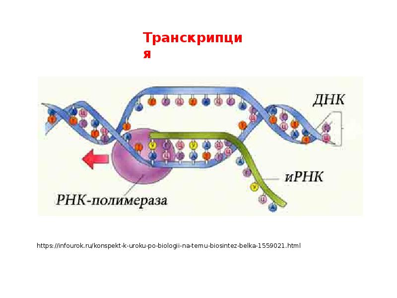 Https infourok ru prezentaciya k. Транскрипция ДНК схема процесса. Транскрипция биология. Транскрипция биология схема. Процесс транскрипции.