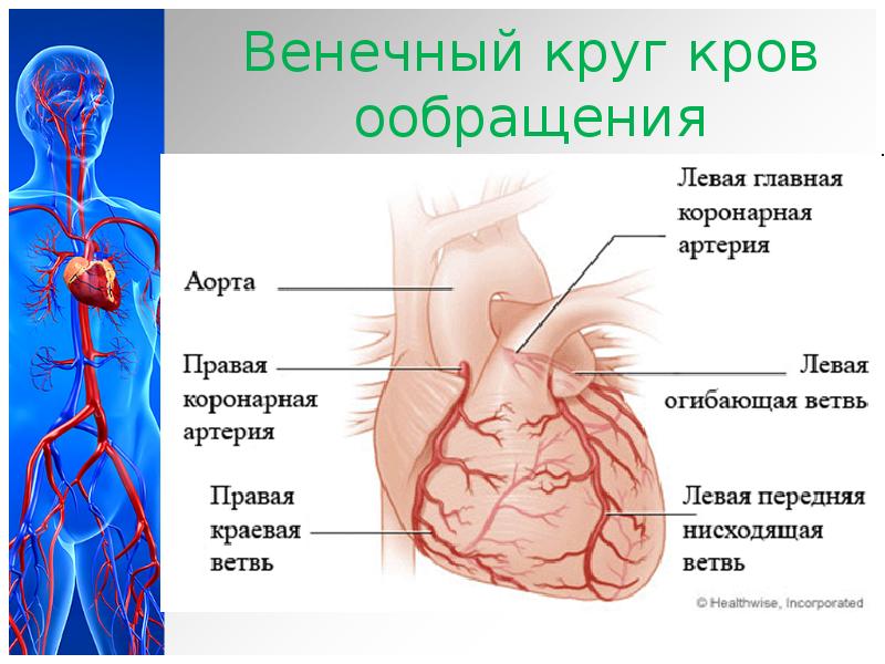 Сосуды сердца анатомия схема