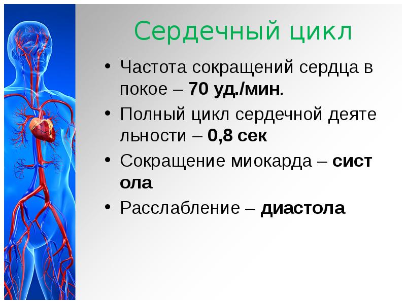 Сердечно сосудистая система презентация биология