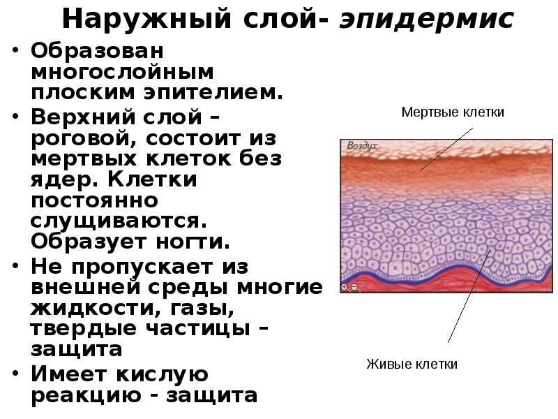 Роговой слой эпидермиса это