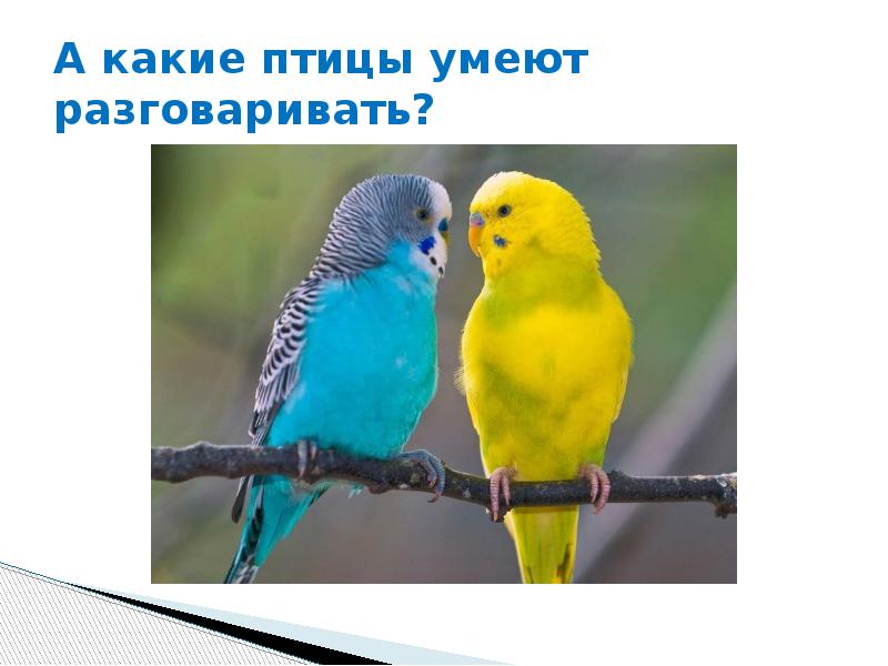 А птицы не умеют петь. Птица умеющая говорить. Что умеют птицы. Какие птицы умеют говорить. Какая птица умеет дразниться.