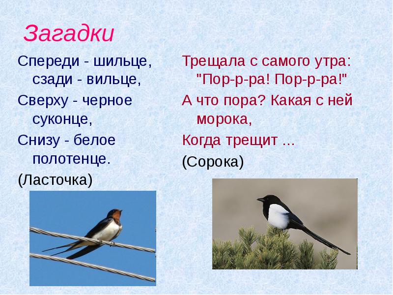 Загадка спереди. Загадка спереди шильце сзади Вильце. Спереди шильце сзади Вильце сверху черное. Спереди шильце сзади Вильце сверху черное суконце снизу белое. Спереди шильце сзади Вильце на груди- белое полотенце.