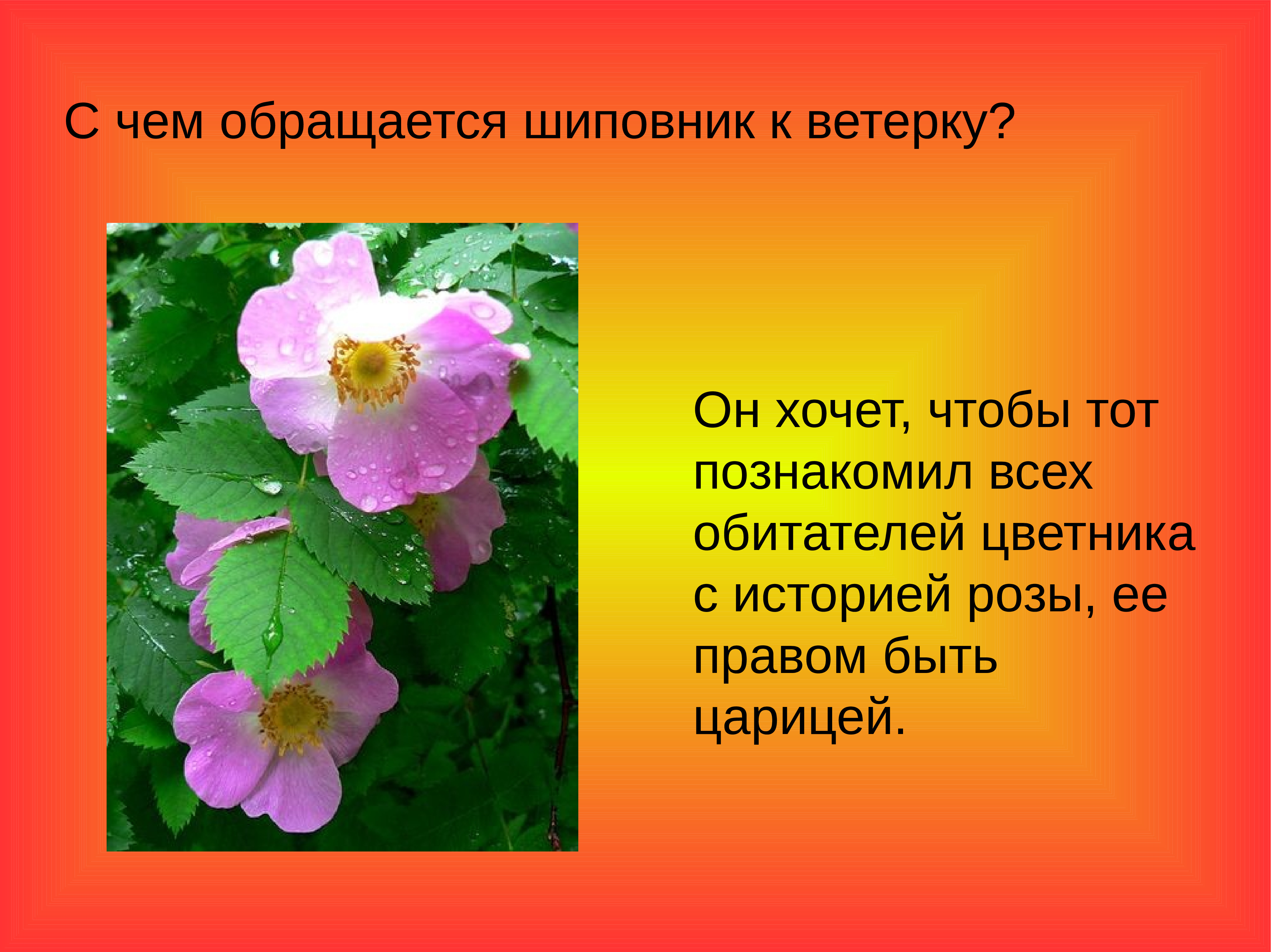 Говорящие цветы рассказ. Цветы шиповника стихи. Легенда о шиповнике. Шиповник предания. Сочинение про шиповник.