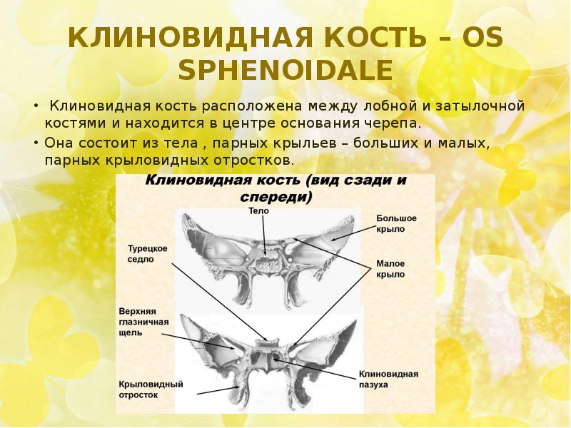 Малое крыло. Края малых крыльев клиновидной кости. Клиновидная кость сочленения. Малое крыло клиновидной кости на кт. Анатомия клиновидной кости на кт.