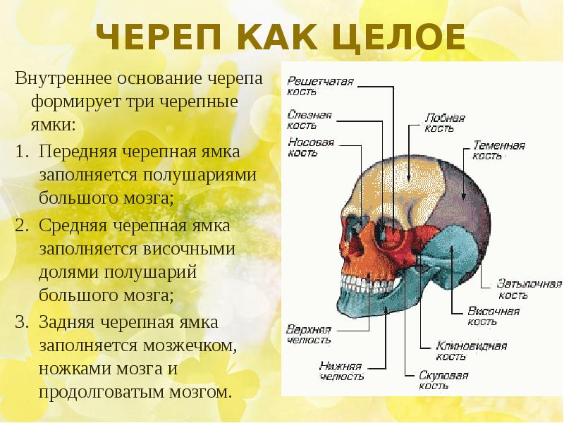 Кости черепа презентация анатомия