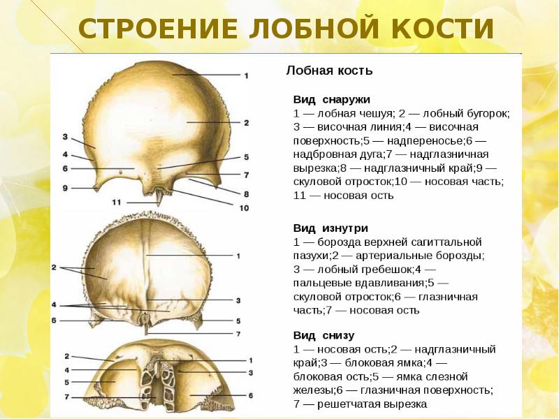 Расположение костей черепа схема