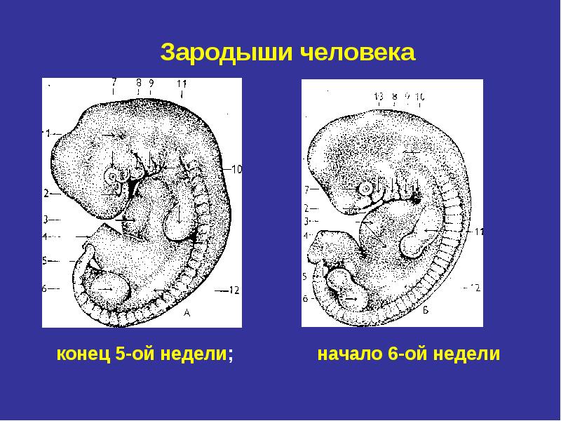 Стадии онтогенеза рисунок