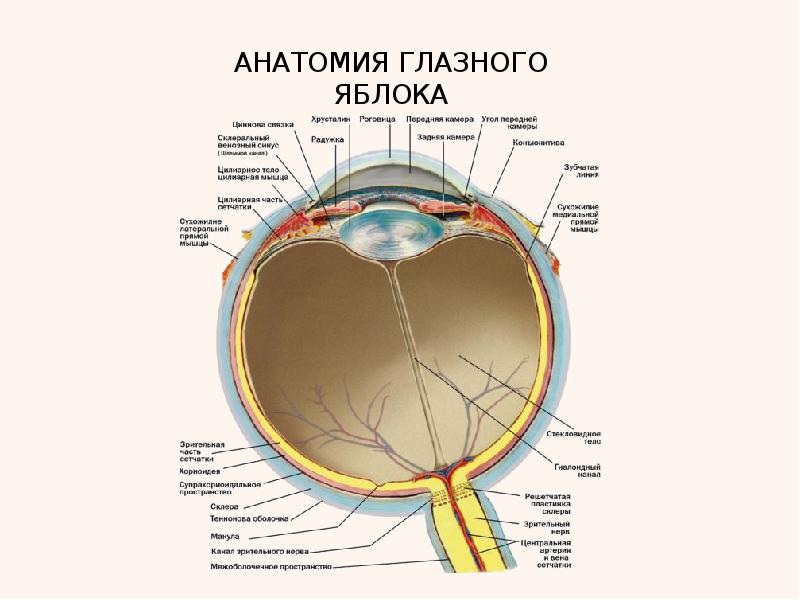 Анатомия органа зрения офтальмология презентация