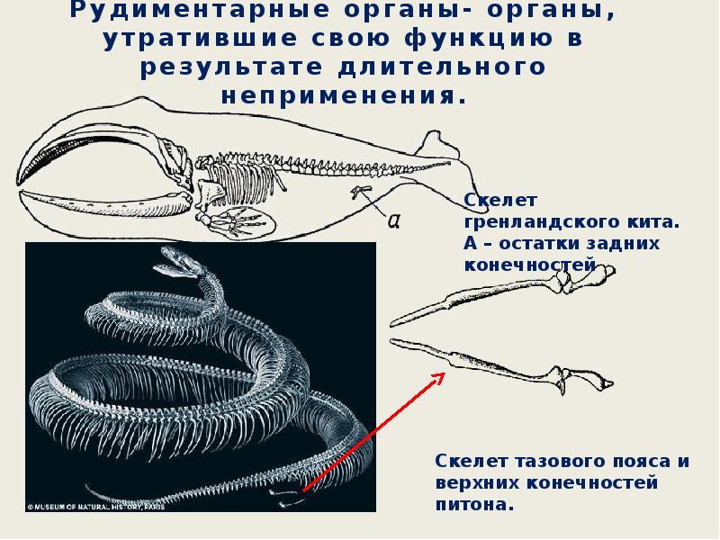 Схема эволюции животного мира 8 класс