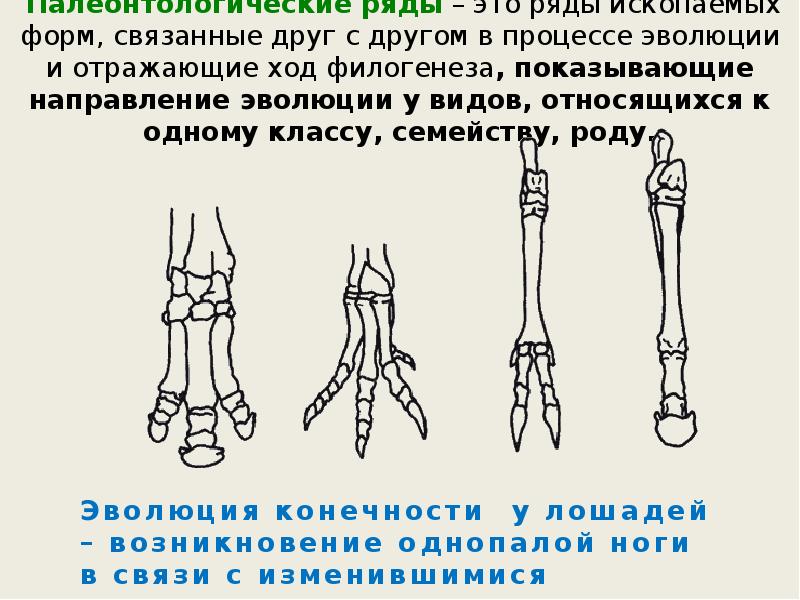 На рисунке изображены этапы развития беспозвоночного животного назовите этап под цифрой 3