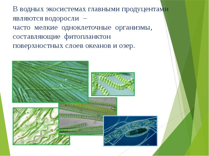 Водоросли относятся к консументам. Продуценты водной экосистемы. Продуценты озера. Продуцентами в экосистемах являются. Водоросли продуценты.