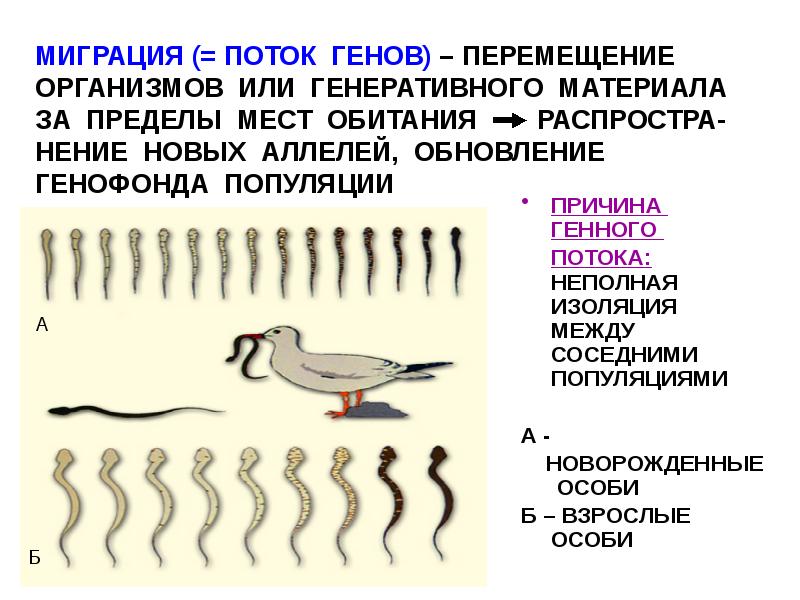 Какой фактор эволюции иллюстрирует рисунок. Факторы эволюции изоляция и миграция. Миграция фактор эволюции. Поток генов примеры. Миграция или поток генов.