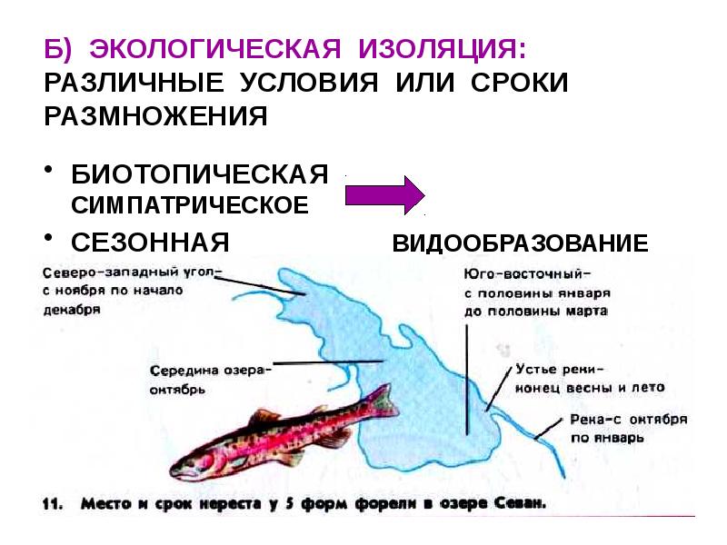 Изоляция эволюционный фактор презентация