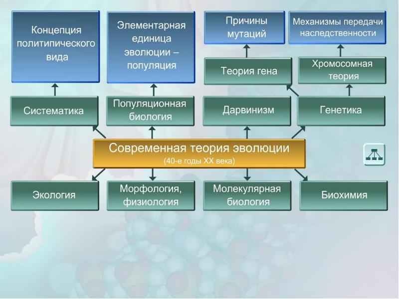 Факторы эволюции презентация эволюции 11 класс