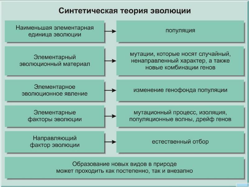 Факторы эволюции презентация эволюции 11 класс