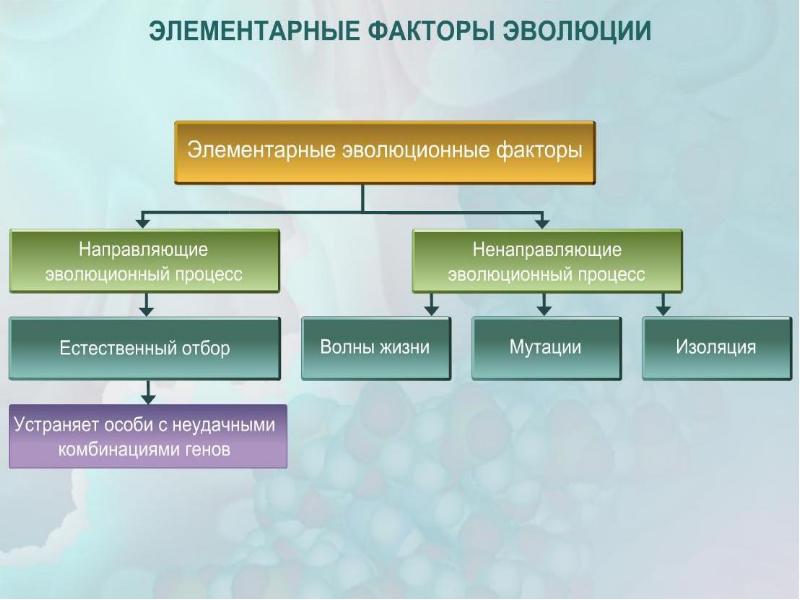 Элементарные факторы эволюции презентация